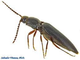 Attēlu rezultāti vaicājumam “Elateridae”