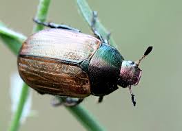 Attēlu rezultāti vaicājumam “Anomala dubia”