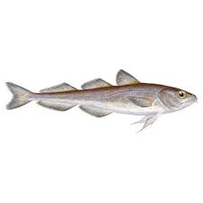 Image result for Boreogadus saida