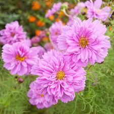 Image result for Cosmos bipinnatus `Double Click`