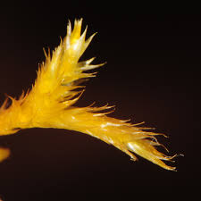 Attēlu rezultāti vaicājumam “Callicladium haldanianum”