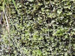 Attēlu rezultāti vaicājumam “Pellia neesiana”