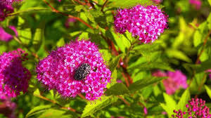 Attēlu rezultāti vaicājumam “Oxythyrea funesta”