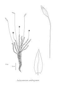 Attēlu rezultāti vaicājumam “Aulacomnium androgynum sporophyte”