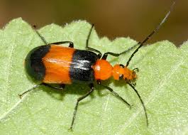 Attēlu rezultāti vaicājumam “Meloidae”