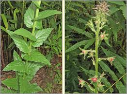 Attēlu rezultāti vaicājumam “Verbascum blattaria leaf”