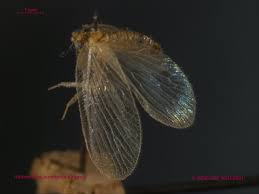 Attēlu rezultāti vaicājumam “Hemerobius perelegans”