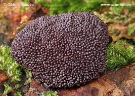 Attēlu rezultāti vaicājumam “Tubifera ferruginosa (subsp. ferruginosa) macro”