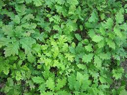 Attēlu rezultāti vaicājumam “Lycogala persicum sessile”