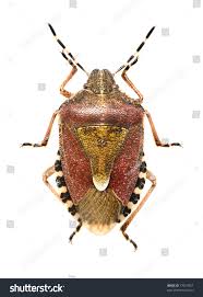 Attēlu rezultāti vaicājumam “Dolycoris baccarum”