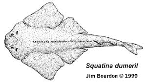 Image result for Squatina dumeril