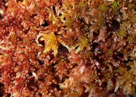 Attēlu rezultāti vaicājumam “Sphagnum papillosum”