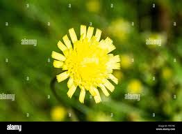 Attēlu rezultāti vaicājumam “Pilosella officinarum flower”