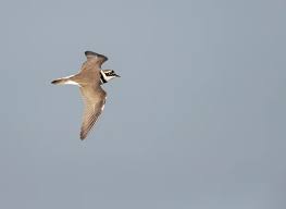 Attēlu rezultāti vaicājumam “Charadrius dubius adult”
