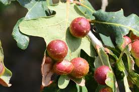 Attēlu rezultāti vaicājumam “Cynips quercusfolii”