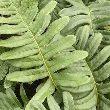 Attēlu rezultāti vaicājumam “Polypodium vulgare”