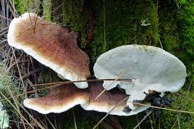 Attēlu rezultāti vaicājumam “Heterobasidion parviporum”