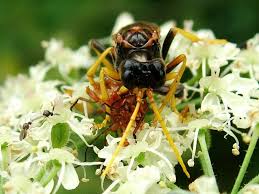 Attēlu rezultāti vaicājumam “Tenthredo campestris”