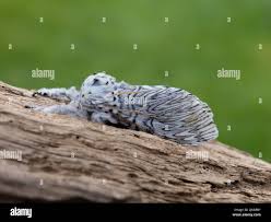 Attēlu rezultāti vaicājumam “Cerura vinula imago”