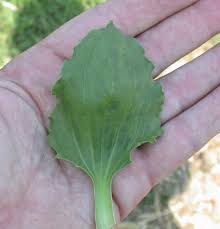 Attēlu rezultāti vaicājumam “Plantago major subsp. intermedia leaf”