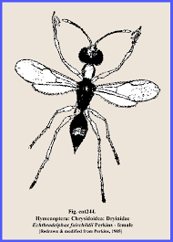 Attēlu rezultāti vaicājumam “Diprionidae cocoon”