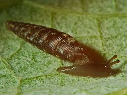 Attēlu rezultāti vaicājumam “Clausiliidae”