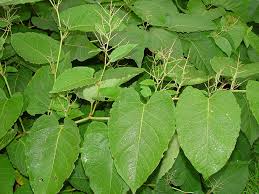 Attēlu rezultāti vaicājumam “Reynoutria sachalinensis leaf”