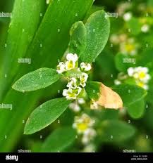 Attēlu rezultāti vaicājumam “Polygonum arenastrum flower”