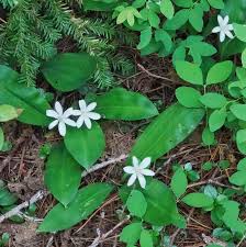 Attēlu rezultāti vaicājumam “Liliaceae”