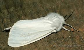 Attēlu rezultāti vaicājumam “Diaphora mendica female”