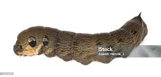 Attēlu rezultāti vaicājumam “Deilephila elpenor larva”