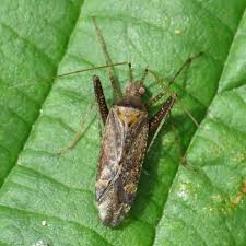 Attēlu rezultāti vaicājumam “Phytocoris sp.”