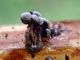 Attēlu rezultāti vaicājumam “Physarum globuliferum stalked”