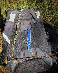 Attēlu rezultāti vaicājumam “Carex limosa fruit”