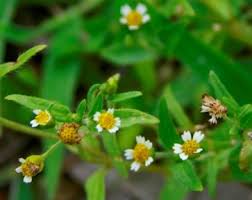 Attēlu rezultāti vaicājumam “Galinsoga quadriradiata”