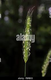Attēlu rezultāti vaicājumam “Hordelymus europaeus leaf”