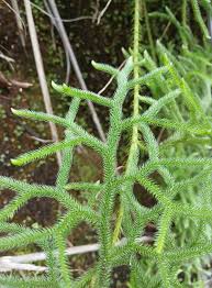 Attēlu rezultāti vaicājumam “Lycopodiaceae”