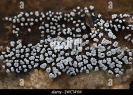 Attēlu rezultāti vaicājumam “Physarum straminipes macro”