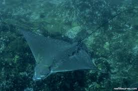 Image result for Aetobatus ocellatus