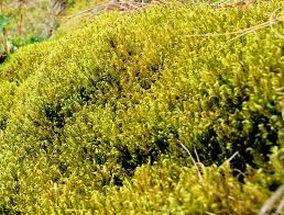 Attēlu rezultāti vaicājumam “Sanionia uncinata”