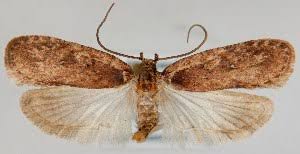 Attēlu rezultāti vaicājumam “Agonopterix ciliella”