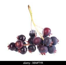 Attēlu rezultāti vaicājumam “Amelanchier spicata fruit”