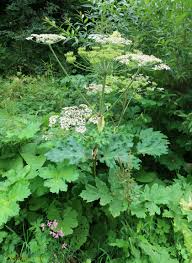 Attēlu rezultāti vaicājumam “Heracleum sosnowskyi fruit”