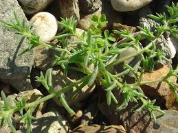 Attēlu rezultāti vaicājumam “Salsola kali”