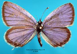 Attēlu rezultāti vaicājumam “Everes argiades”