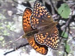 Attēlu rezultāti vaicājumam “Argynnis niobe underside”