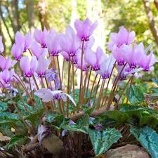 Attēlu rezultāti vaicājumam “Cyclamen hederifolium”