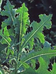 Attēlu rezultāti vaicājumam “Lactuca serriola”