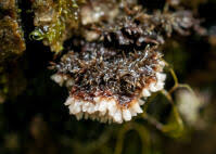 Attēlu rezultāti vaicājumam “Gloiodon strigosus”