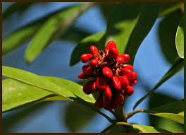 Attēlu rezultāti vaicājumam “Magnolia”